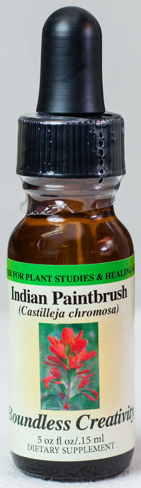Indian Paintbrush (Boundless Creativity) Flower Essence  - Center for Plant Studies & Healing Arts.